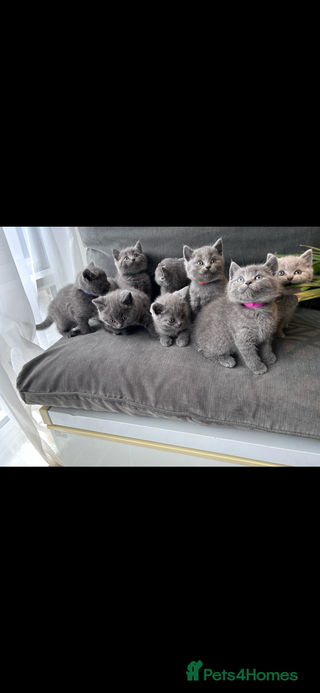 British Shorthair cats for sale: PURE PEDIGREE BSH KITTENS - Image 15