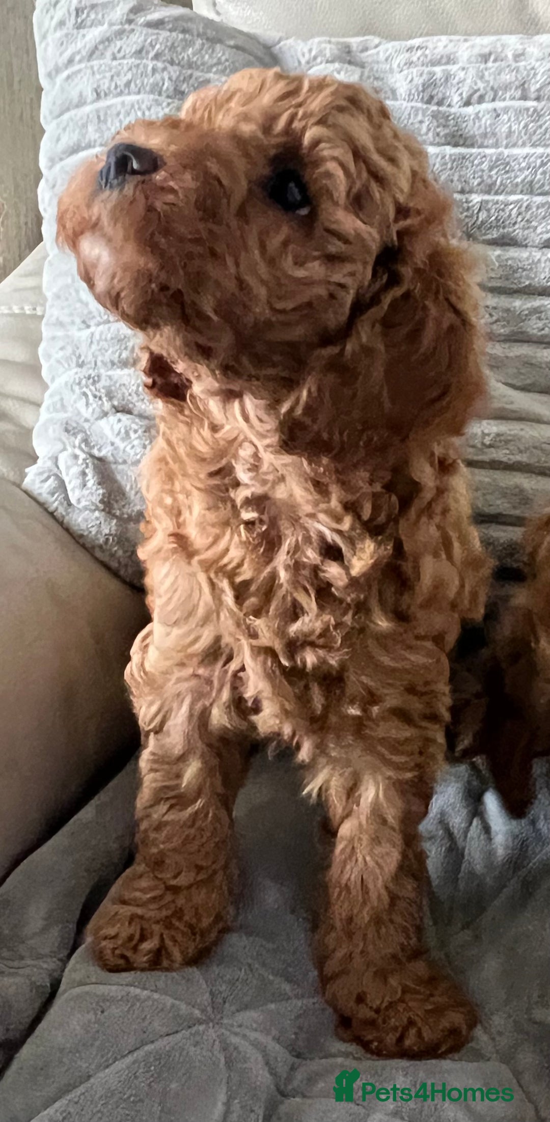 Cockapoo dogs for sale: Beautiful Red F1B Cockapoo puppies  - Image 23