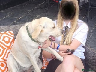 Mixed Breed dogs - Advert 1