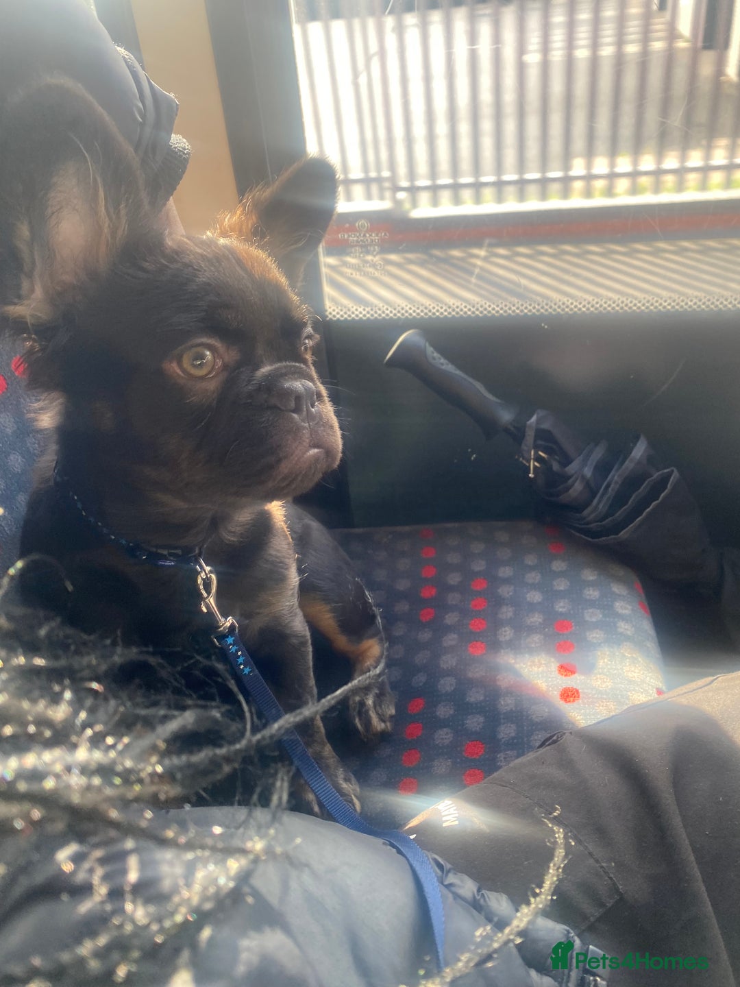 French Bulldog dogs for sale: Fluffy frenchie puppy - Image 2
