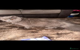 British Longhair cats for sale: British long hair  - Advert 9