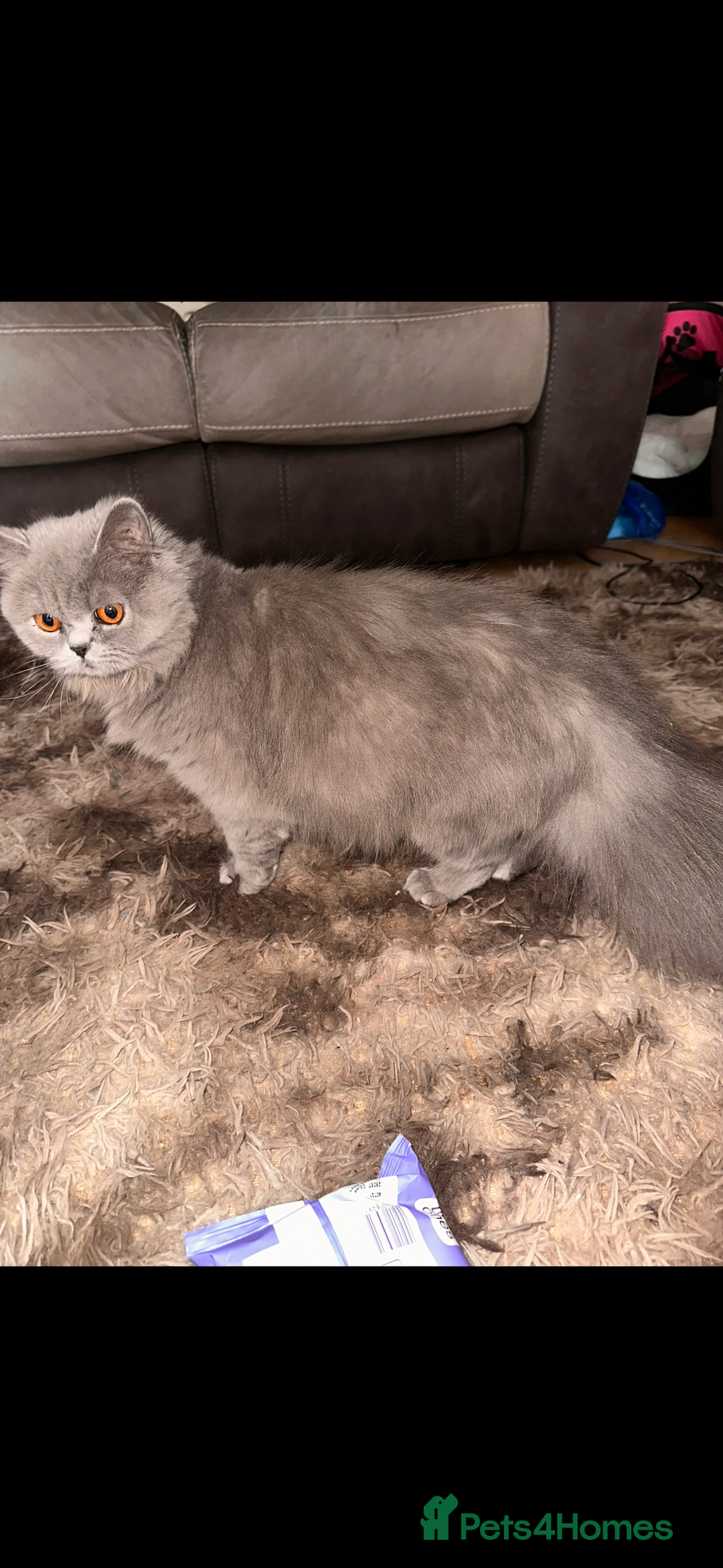 British Longhair cats for sale: British long hair  - Advert 9