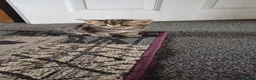 Siberian cats for sale: Siberian cross  - Advert 11