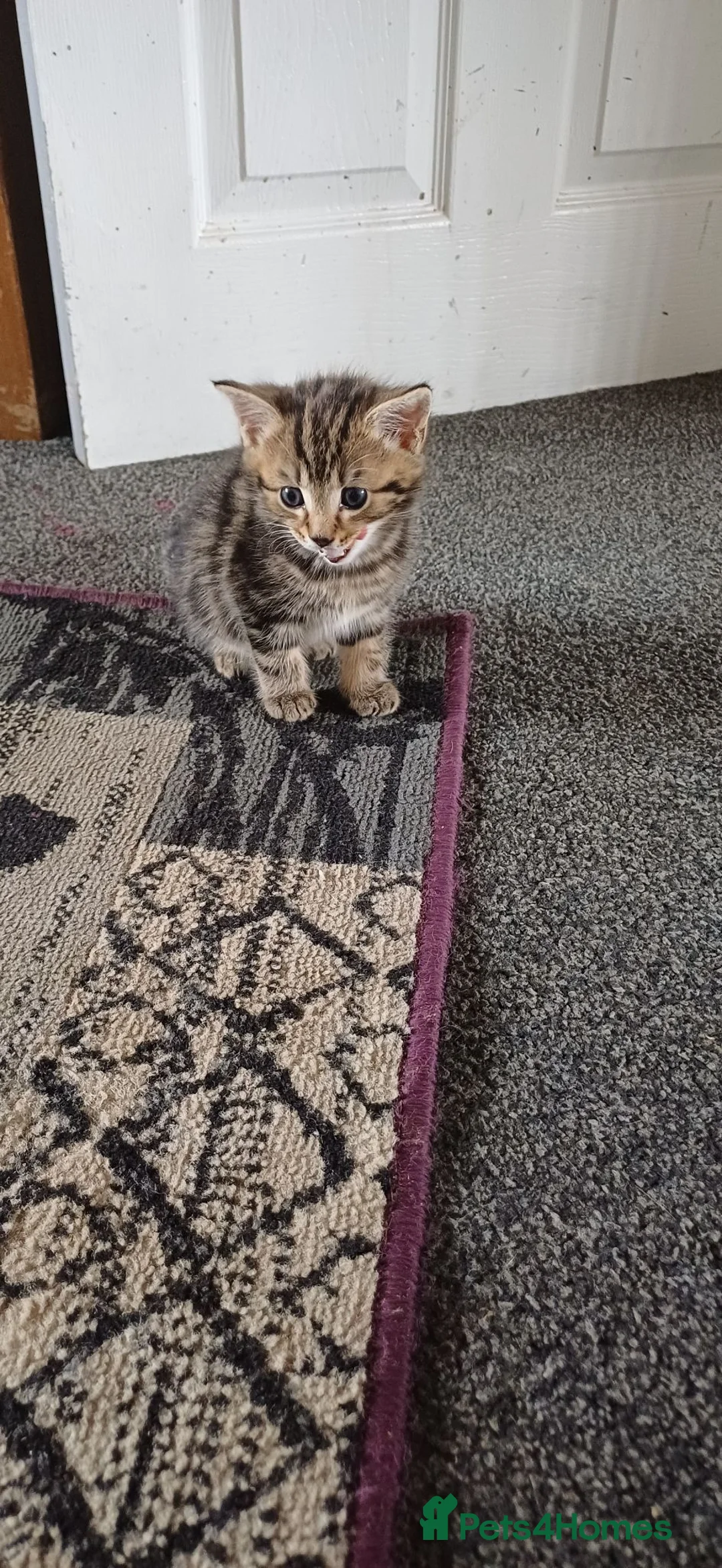 Siberian cats for sale: Siberian cross  - Advert 11