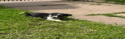 Border Collie dogs for sale: Border collie pups ready to leave now - Advert 35