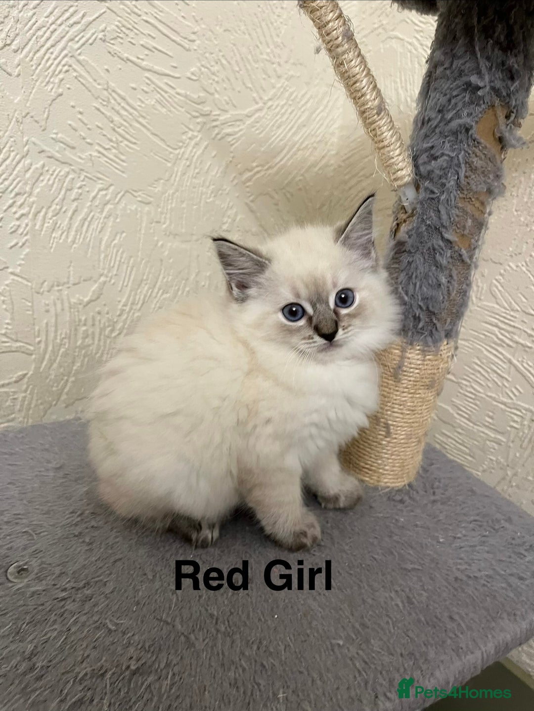 Ragdoll cats for sale: ❤️5 Beautiful Pure Ragdoll Kittens❗️❤️🐈 - Advert 30