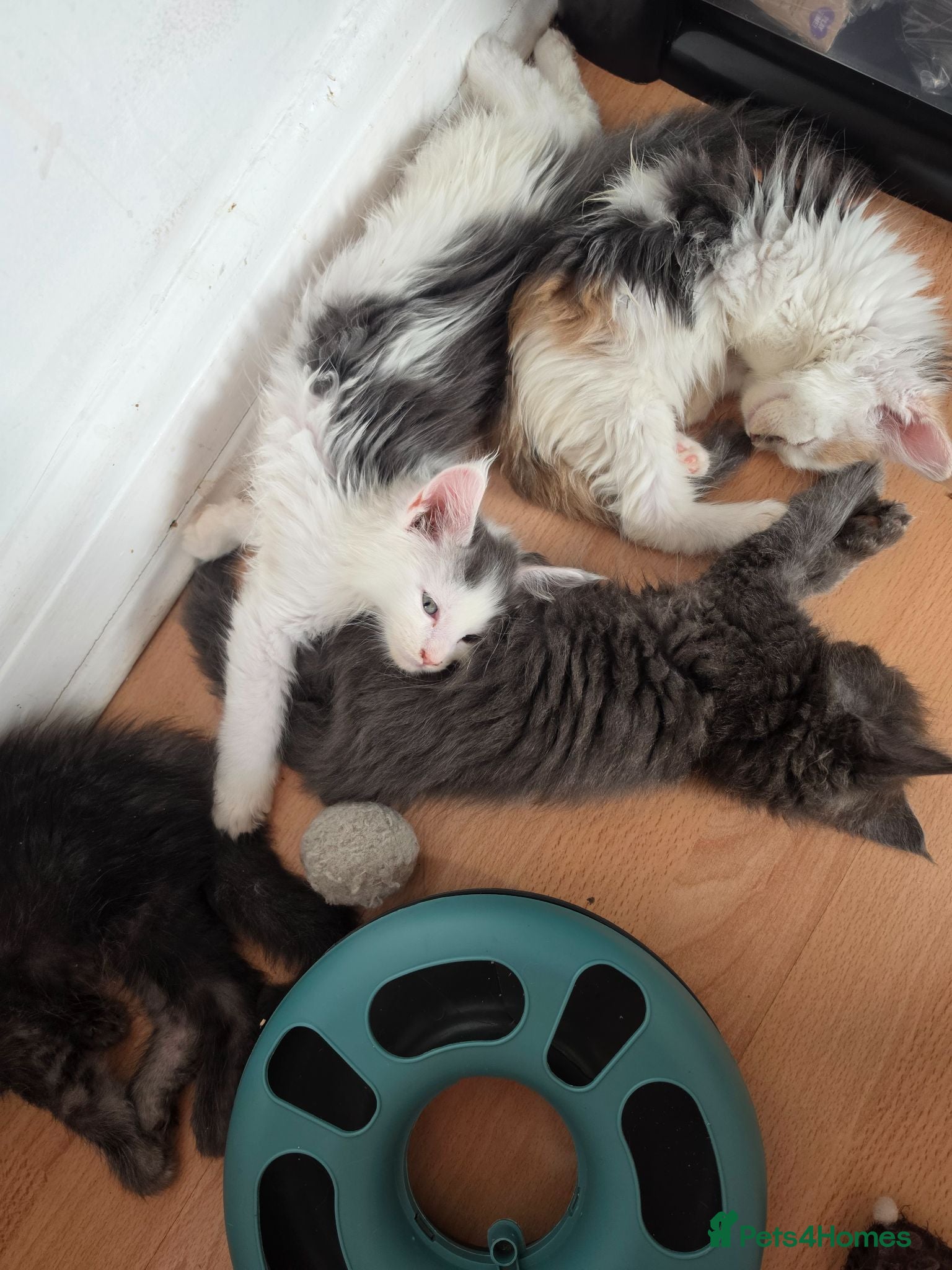 Maine Coon cats TICA REGISTERED STUNNING KITTENS  - Advert 12
