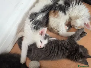 Maine Coon cats TICA REGISTERED STUNNING KITTENS - Advert 12
