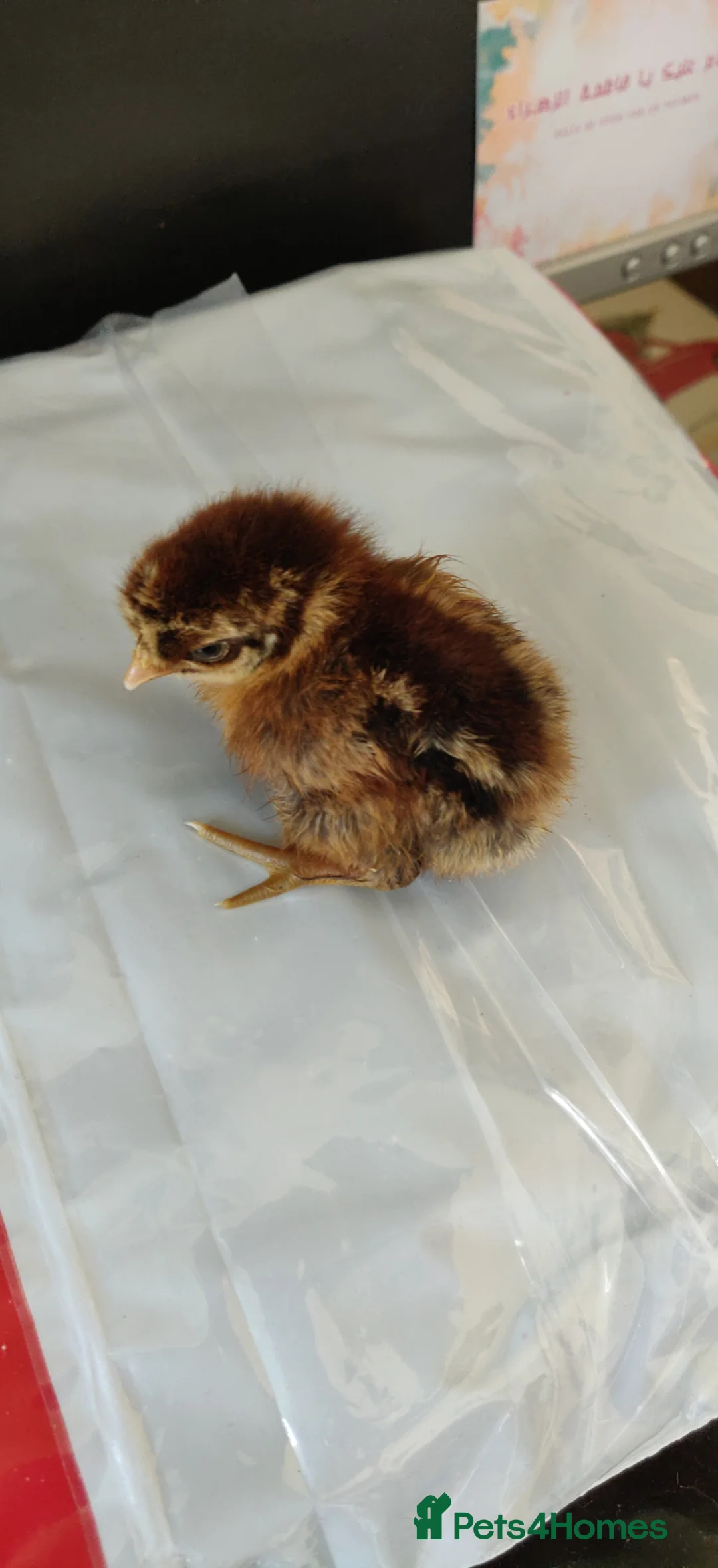 Chickens poultry for sale: Newborn baby chicks for sale in London  - Advert 2
