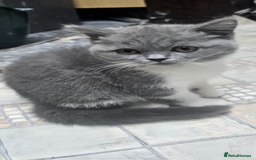 British Shorthair cats for sale: British shorthair  - Image 7