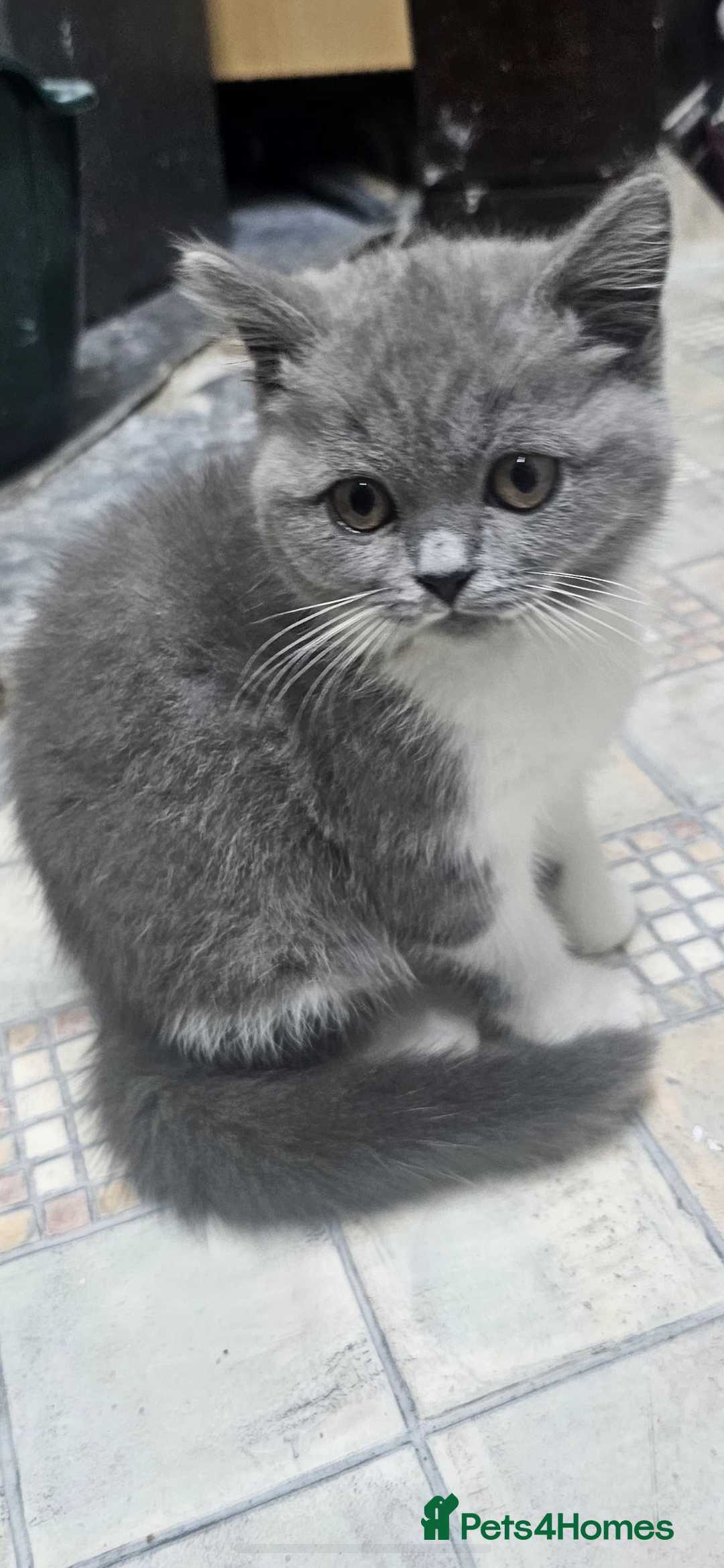 British Shorthair cats for sale: British shorthair  - Image 7