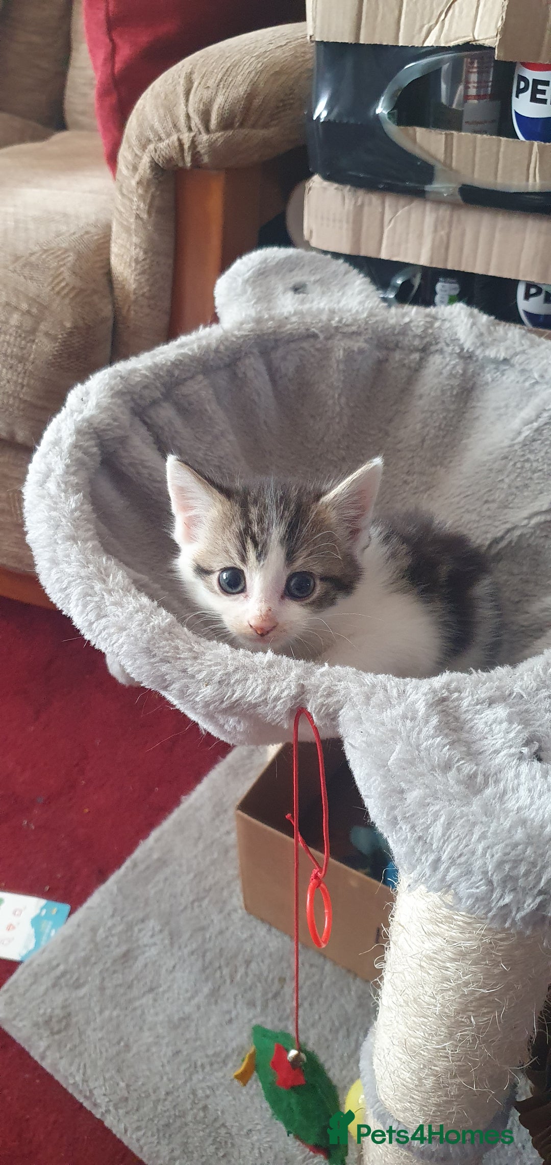 Mixed Breed cats for sale: Mixed breed kittens for sale  - Image 7