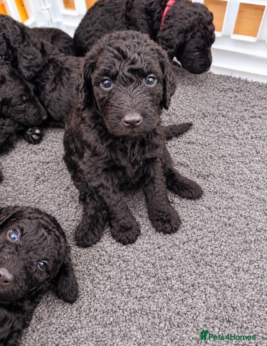 Labradoodle dogs for sale: F1B Standard Labradoodle Puppies 🐾💕 - Advert 11