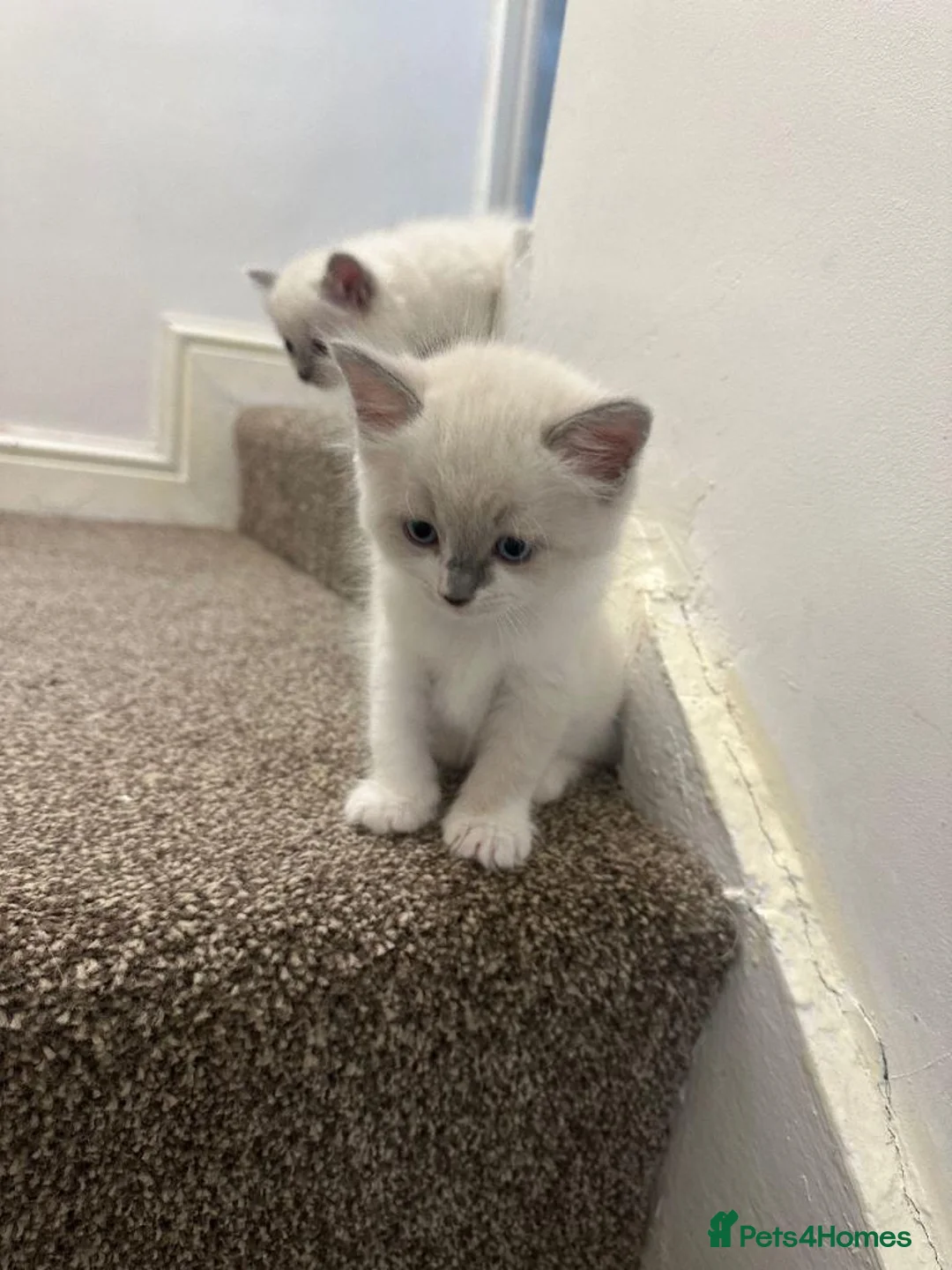 Ragdoll cats for sale:  Ragdoll kittens for sale  in Leeds - Advert 2