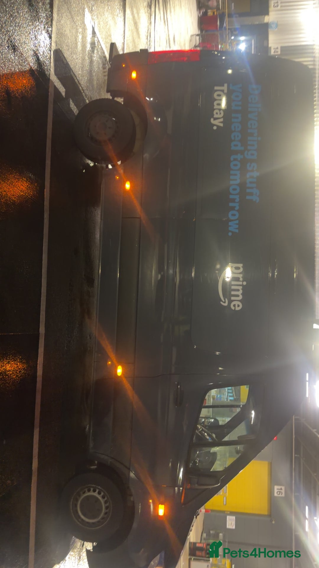 Mixed Breed cats for sale: Mixed breed cat  - Image 2