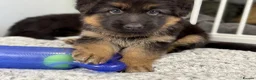 German Shepherd dogs for sale: Huge top quality 4th generation KC puppies - Advert 14