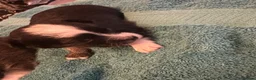 Chihuahua dogs for sale: Chihuahua puppies 2 boys & 1 girl, ready mid sept in Doncaster - Advert 13
