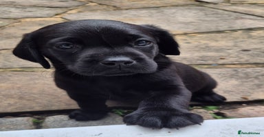 Labrador Retriever dogs - Advert 14