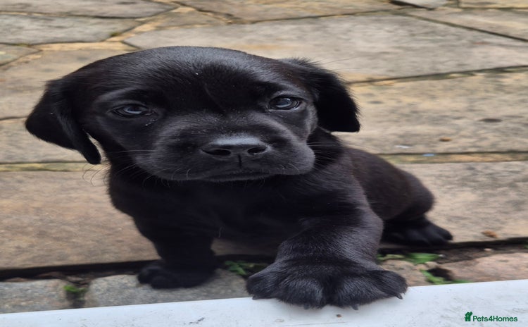 Labrador Retriever dogs - Advert 10