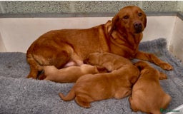 Labrador Retriever dogs for sale: Fox Red Labrador Puppies Health Tested - Image 4