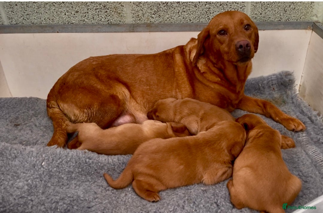 Labrador Retriever dogs for sale: Fox Red Labrador Puppies Health Tested - Image 4
