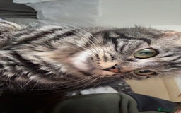 Domestic Shorthair cats for sale: Beautiful puddle of fluff - Image 6