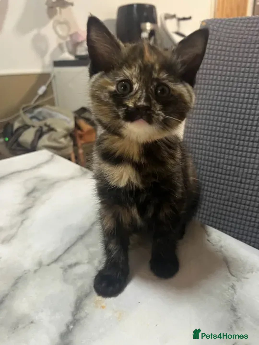 Ragdoll cats for sale: Beautiful Ragdoll Tortishell Kittens for sale! - Image 15