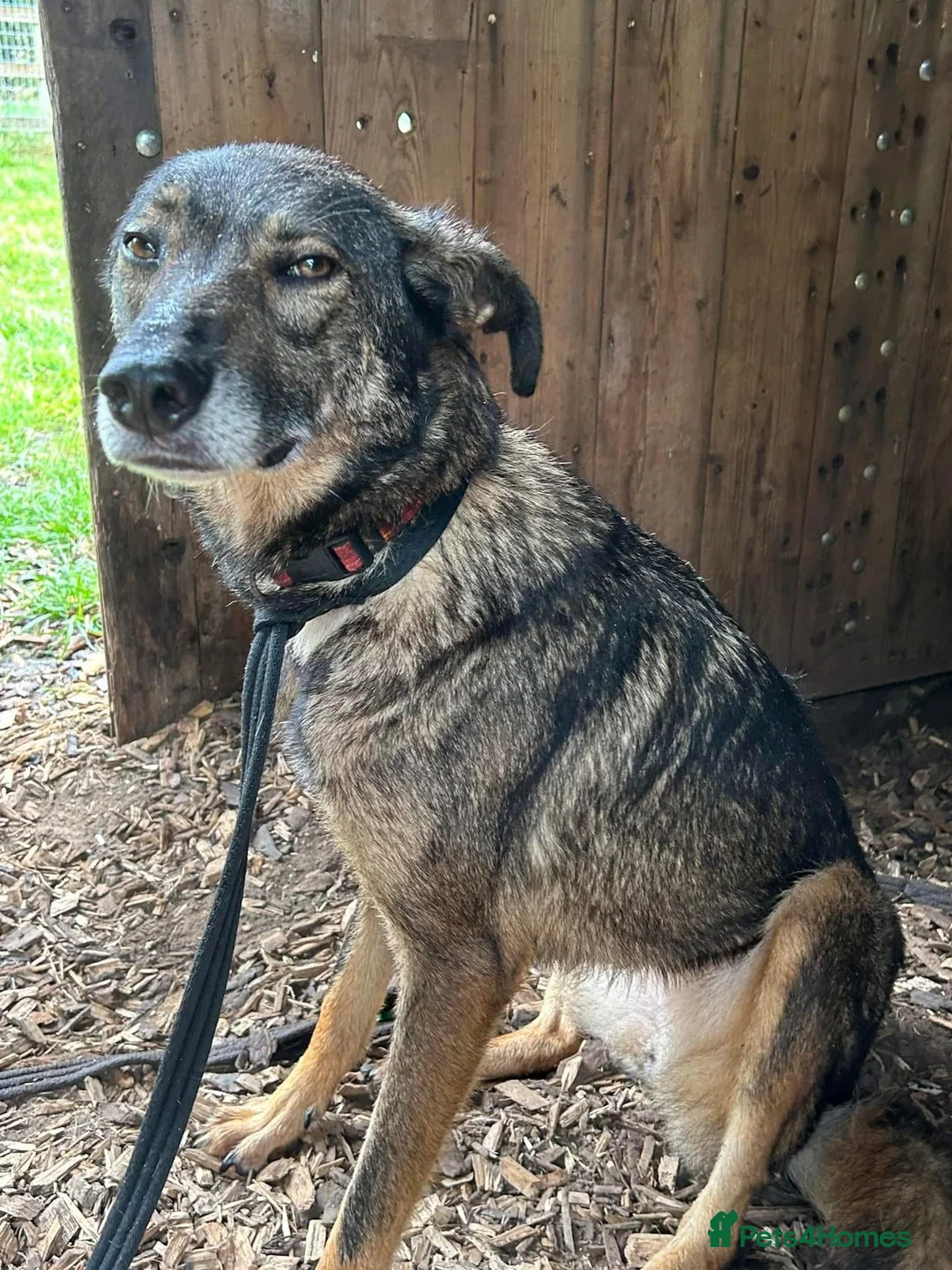 Mixed Breed dogs for adoption: Elsie - Norwich Norfolk  in Norwich - Advert 13