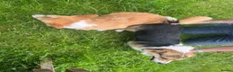 Welsh Corgi Pembroke dogs for stud: 🐾 Pembroke Welsh Corgi Stud – Jeljarmin Arwyn - Advert 2