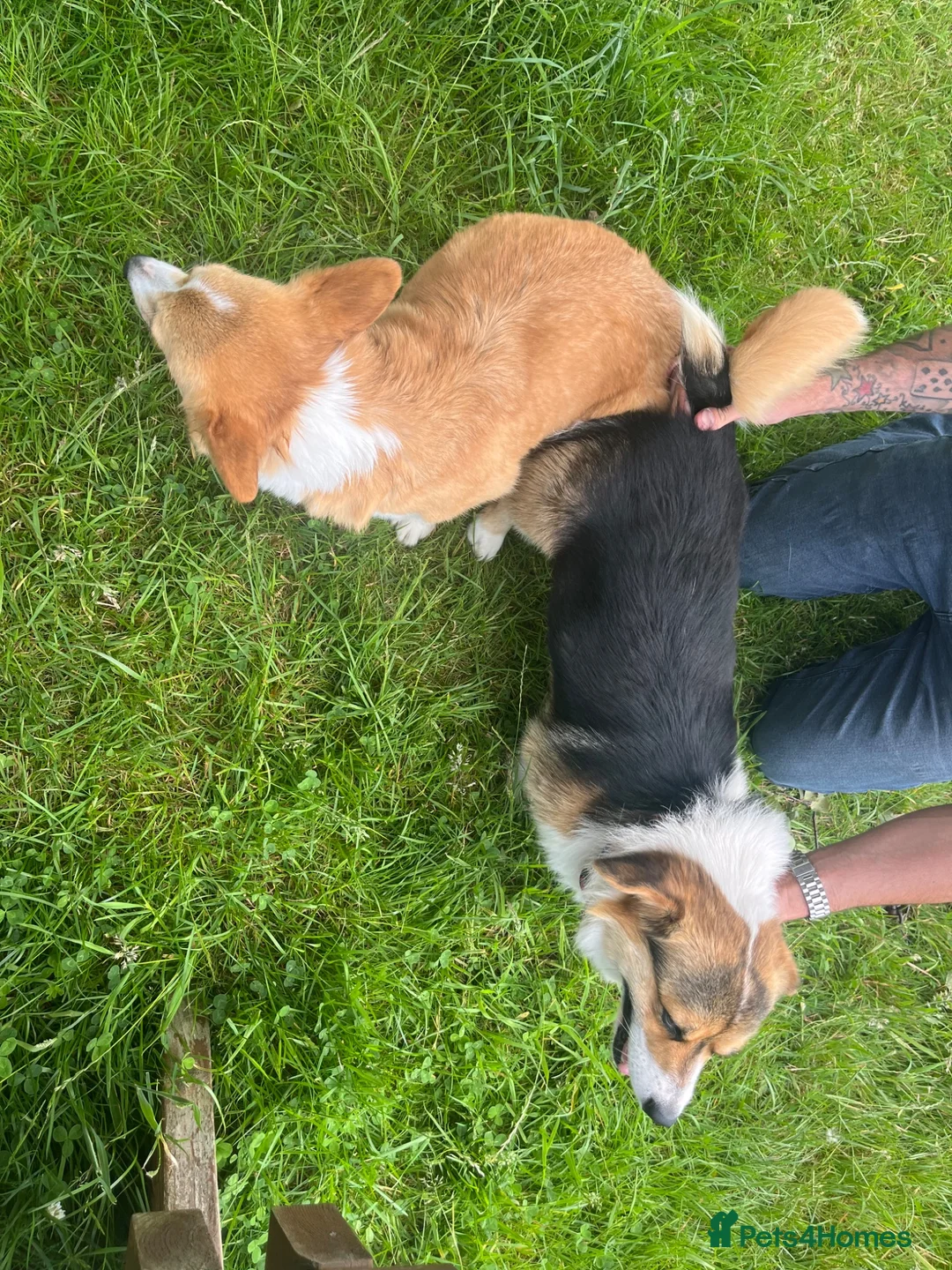 Welsh Corgi Pembroke dogs for stud: 🐾 Pembroke Welsh Corgi Stud – Jeljarmin Arwyn - Advert 2