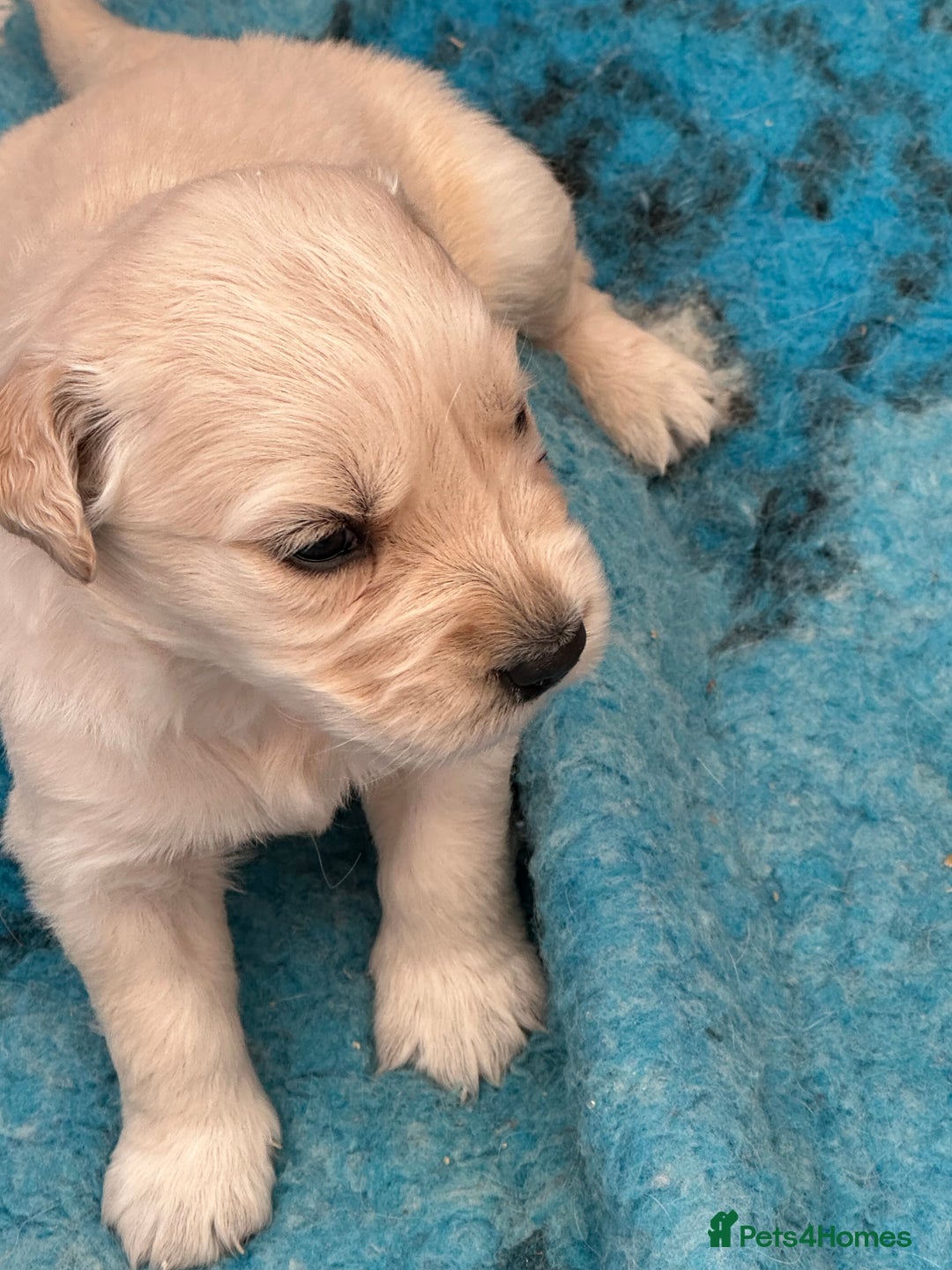 Golden Retriever dogs for sale: Golden Retriever Puppies  - Image 5