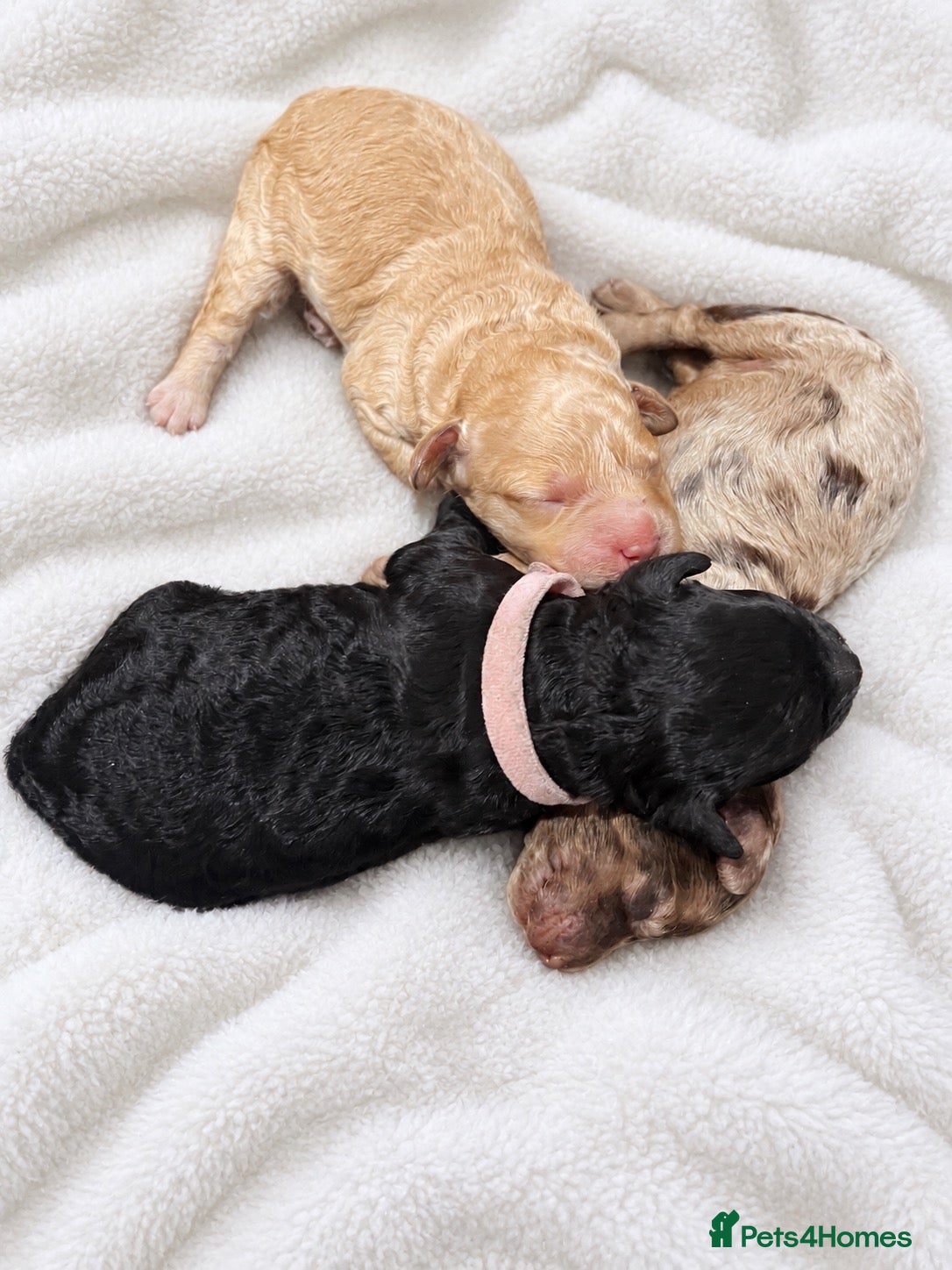 Cockapoo dogs F1bb Cockapoo  – Rare Merle, Champagne & Black - Advert 2