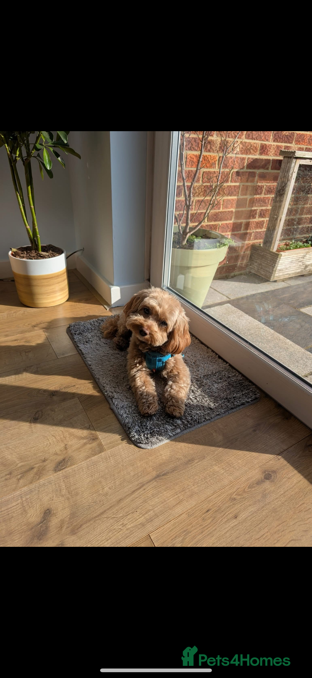 Cavapoo dogs for sale: Beautiful litter of F2 Cavapoo puppies - Advert 4