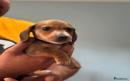 Dachshund dogs for sale: Our dwarf sausages are looking for a family🙃 - Image 16