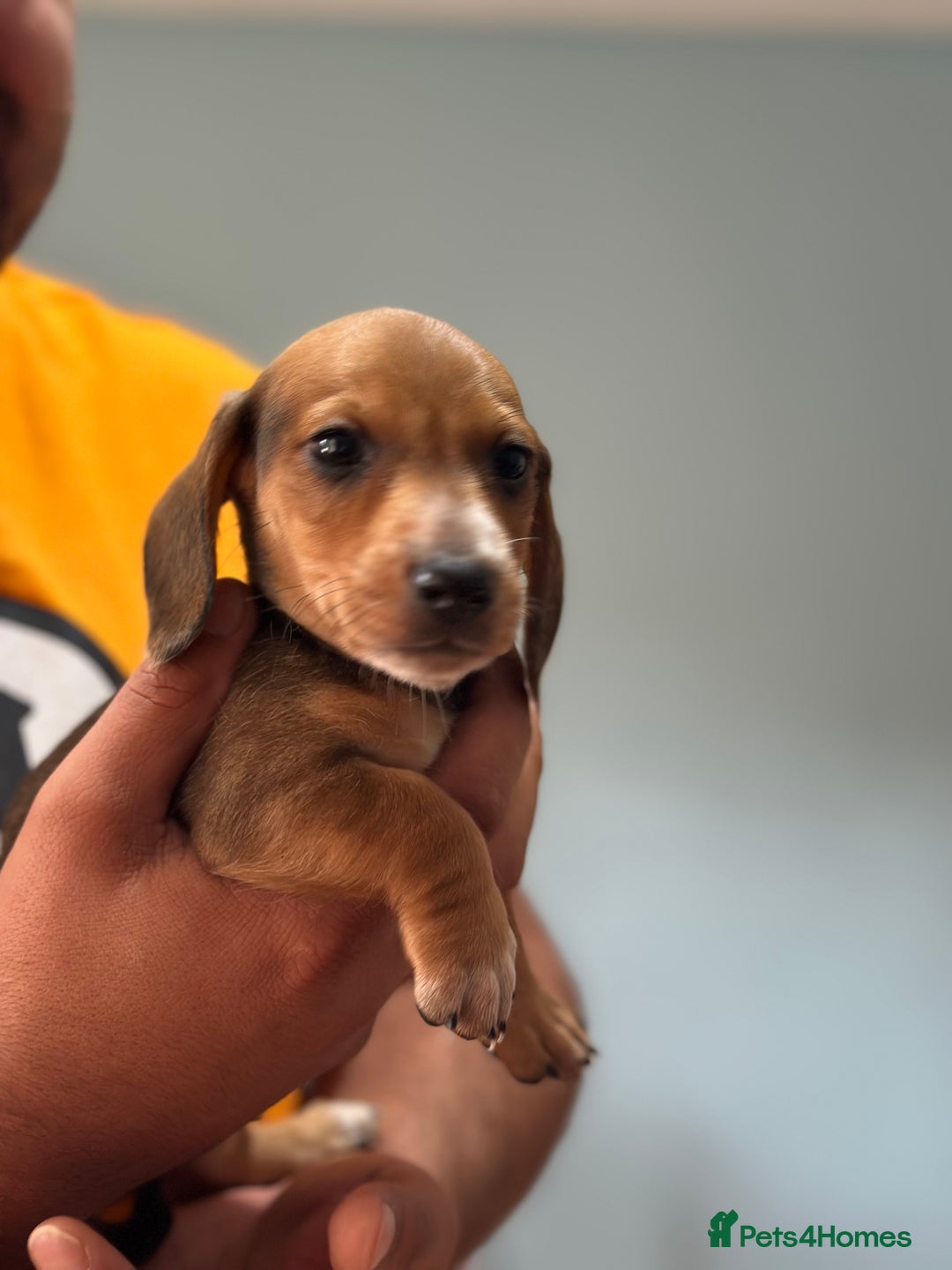 Dachshund dogs for sale: Our dwarf sausages are looking for a family🙃 - Image 16