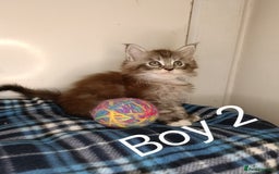 Maine Coon cats for sale: 'PuuureLove' Maine Coon kittens  - Image 4