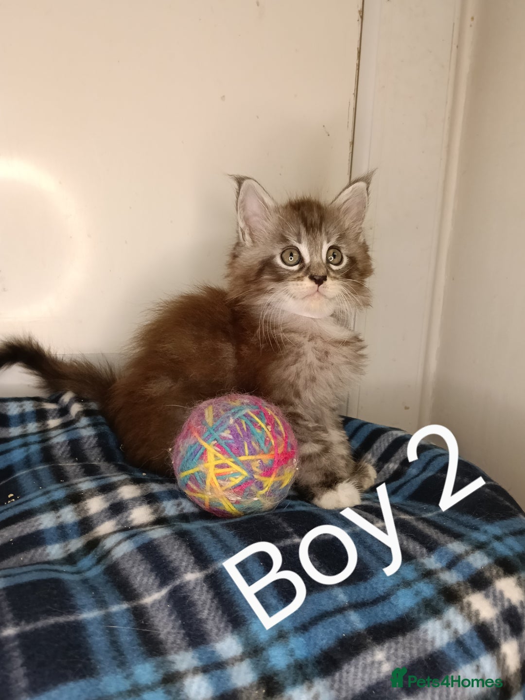 Maine Coon cats for sale: 'PuuureLove' Maine Coon kittens  - Image 4
