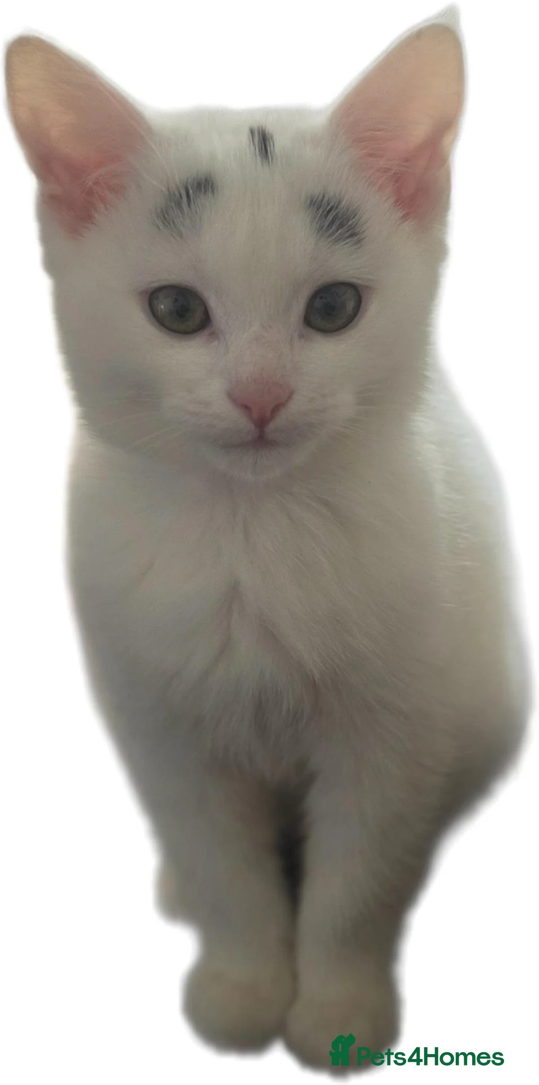 Mixed Breed cats for sale: Singleton kitten in Birkenhead - Advert 2