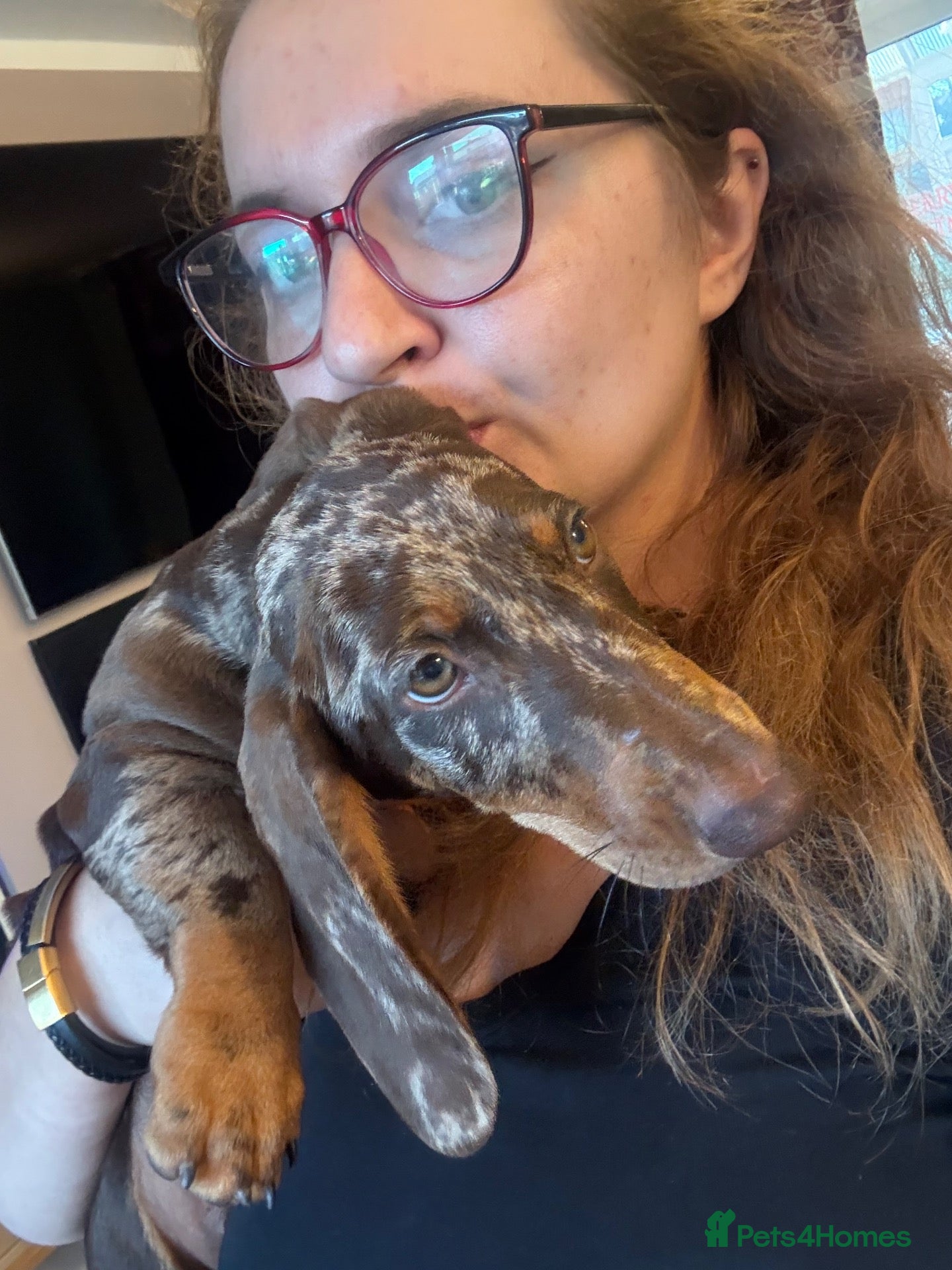 Dachshund dogs Lovely Dachshunds!  - Advert 1
