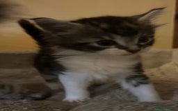 Maine Coon cats for sale: Maine coon kittens  - Image 18