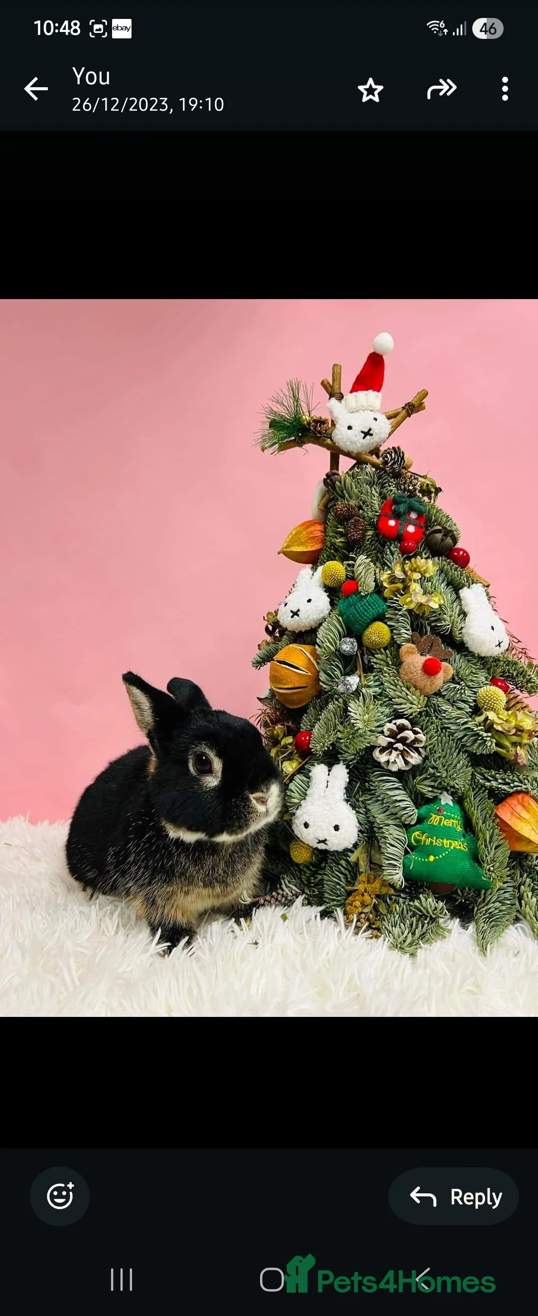 Netherland Dwarf rabbits for sale: Netherland dwarf in Saint Helens - Advert 2