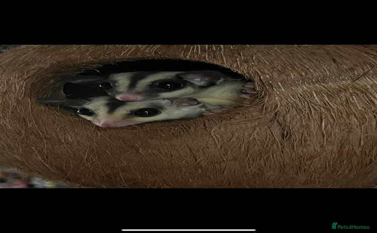 Sugar Glider rodents - Advert 10