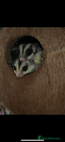 Sugar Glider rodents - Advert 10
