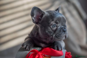 French Bulldog dogs - Advert 3