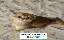 Scottish Fold cats for sale: Scottish fold Golden chinchilla  - Image 10