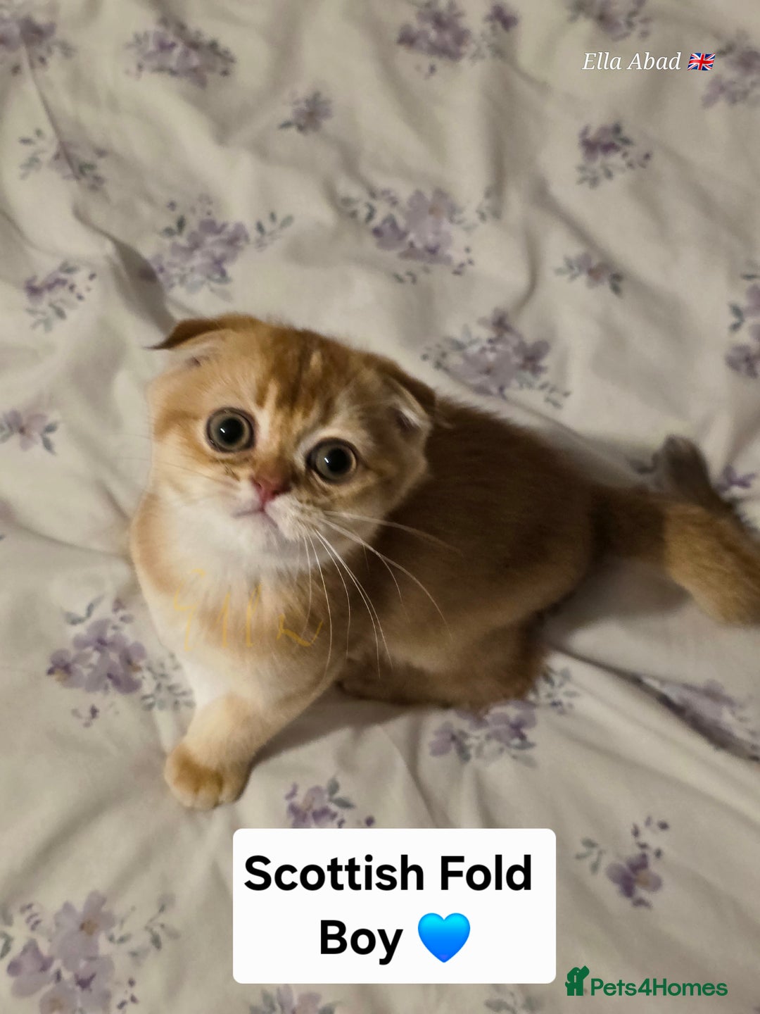 Scottish Fold cats for sale: Scottish fold Golden chinchilla  - Image 10