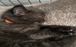 Domestic Shorthair cats for sale: 3 Adorable Kittens - Image 15