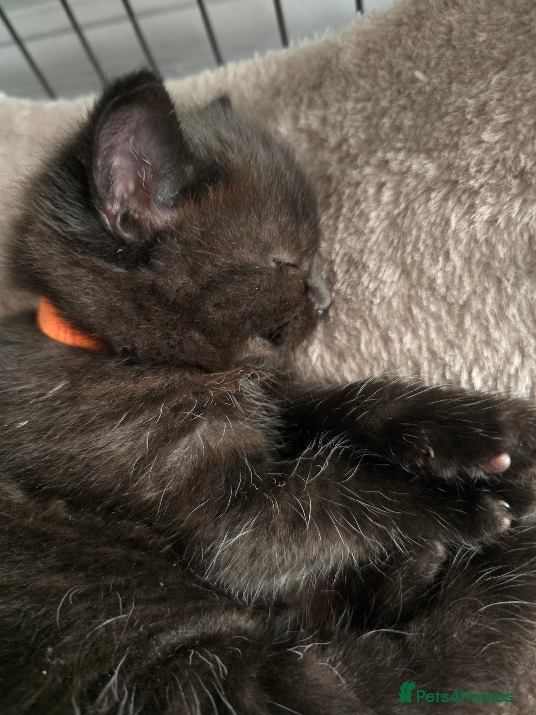 Domestic Shorthair cats for sale: 3 Adorable Kittens - Image 15