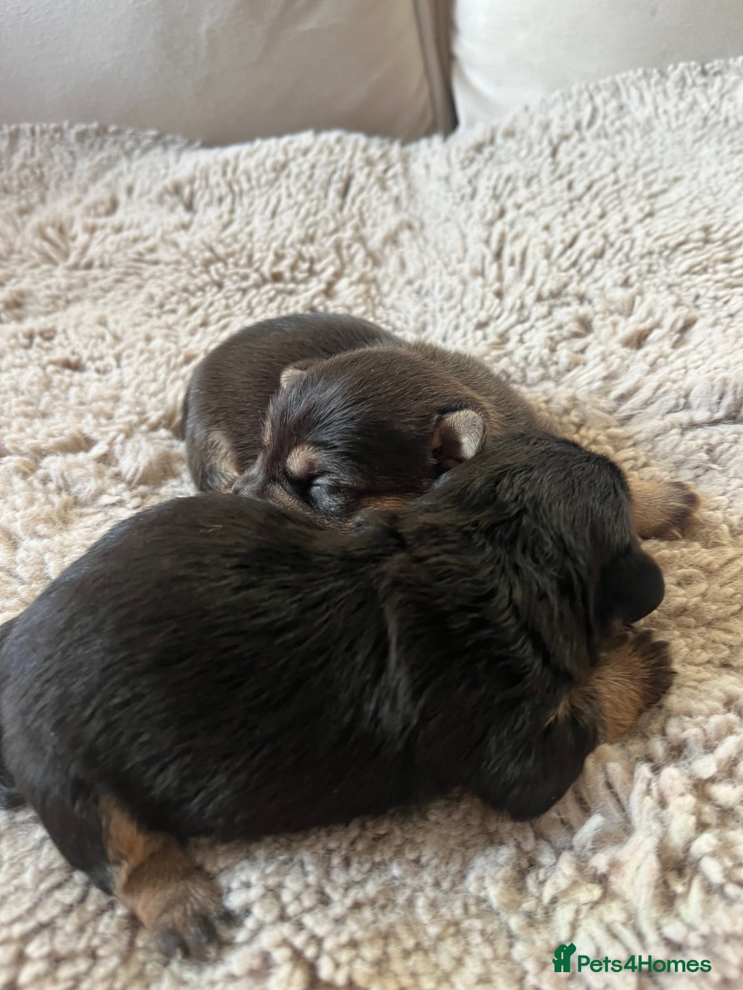 Jack Russell dogs for sale: Jack Russel puppies - Advert 5