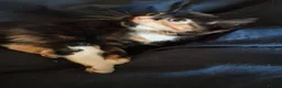 Mixed Breed cats for sale: Kittens  - Advert 12